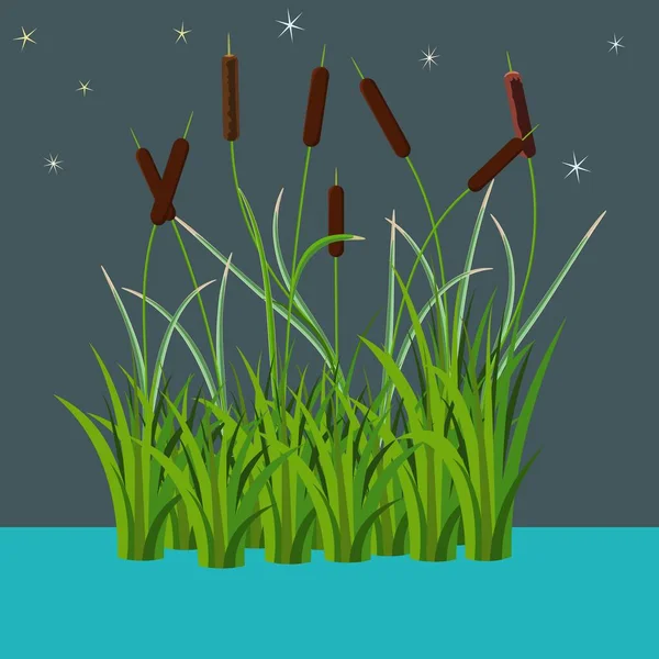 Bande Roseaux Dans Illustration Vectorielle Eau Nuit Style Sombre Isolé — Image vectorielle