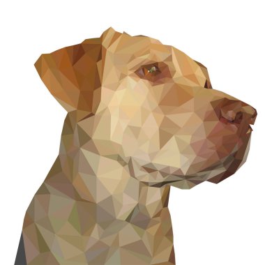 Beyaz arka plan üzerinde izole düşük poli tarzı genç Labrador geri almak