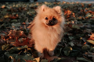 Küçük Pomeranian oturan Spitz bırakır. Günbatımı ışık