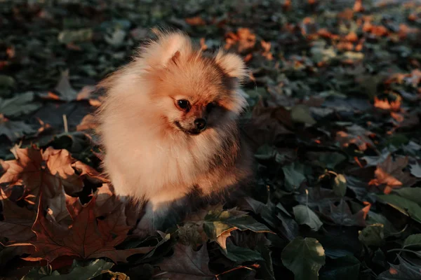 El pequeño Pomeranian Spitz sentado sobre las hojas. Luz del atardecer — Foto de Stock