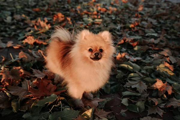 Pomeranian köpek Spitz yaprakların üzerine park ayakta. Günbatımı ışık — Stok fotoğraf