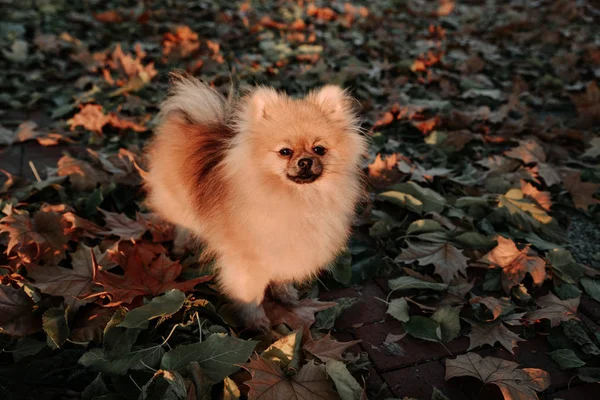 Pomeranian cachorro Spitz en el parque de pie sobre las hojas. Luz del atardecer — Foto de Stock