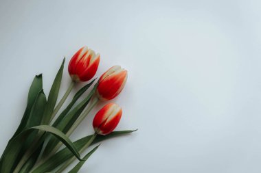 Beyaz arka plan üzerinde dahil - kırpma yoluyla Imagen izole Lale çiçek koleksiyonu