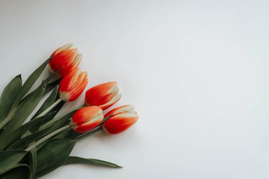 Beyaz arka plan üzerinde dahil - kırpma yoluyla Imagen izole Lale çiçek koleksiyonu