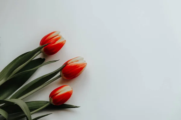 Collectie Van Tulp Bloemen Geïsoleerd Een Witte Achtergrond Met Uitknippad — Stockfoto