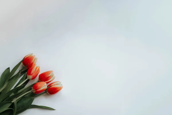 Collectie Van Tulp Bloemen Geïsoleerd Een Witte Achtergrond Met Uitknippad — Stockfoto