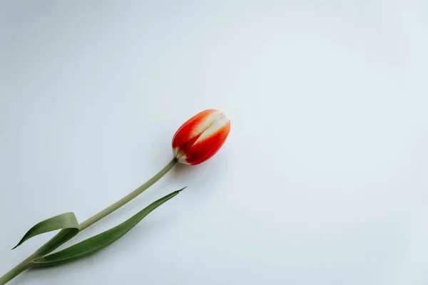 Červený Tulipán Květ Blahopřání Izolované Bílém Pozadí Imagen — Stock fotografie