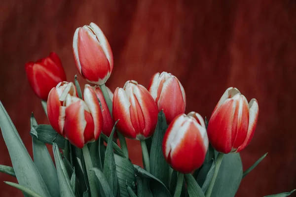 Darck arka plan üzerinde kırmızı lale buketi. Bahar çiçekleri. Anneler günü arka plan. 8 Mart arka plan - Imagen