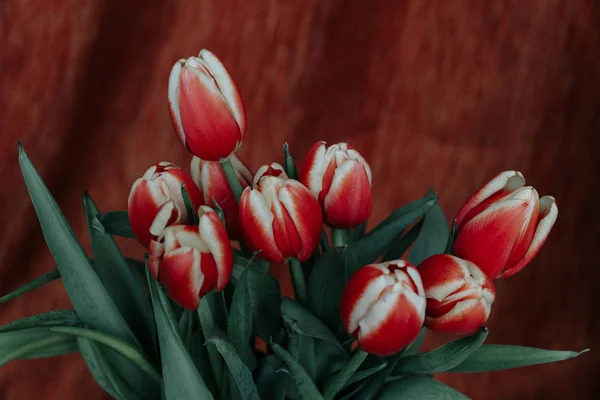 Strauß Roter Tulpen Auf Dunklem Hintergrund Frühlingsblumen Muttertags Hintergrund März — Stockfoto