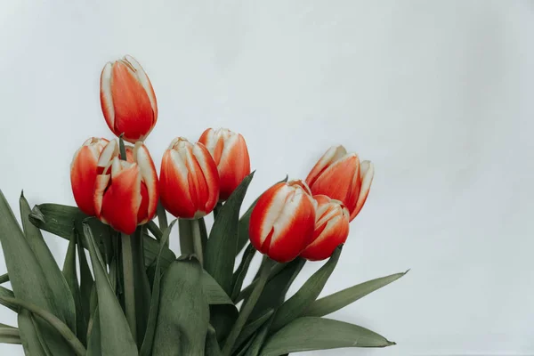 Collectie Van Tulp Bloemen Geïsoleerd Een Witte Achtergrond Met Uitknippad — Stockfoto