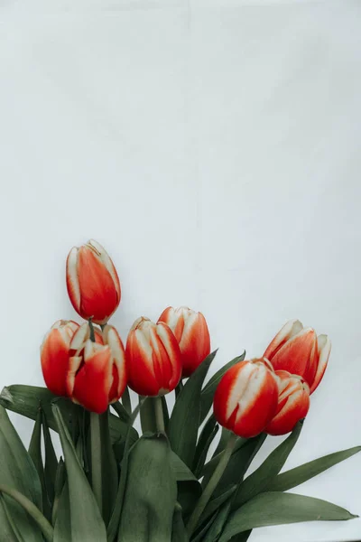 Collectie Van Tulp Bloemen Geïsoleerd Een Witte Achtergrond Met Uitknippad — Stockfoto