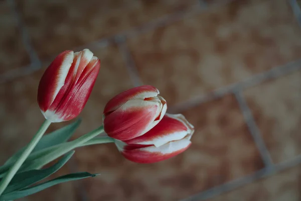 Strauß Roter Tulpen Auf Dunklem Hintergrund Frühlingsblumen Muttertags Hintergrund März — Stockfoto