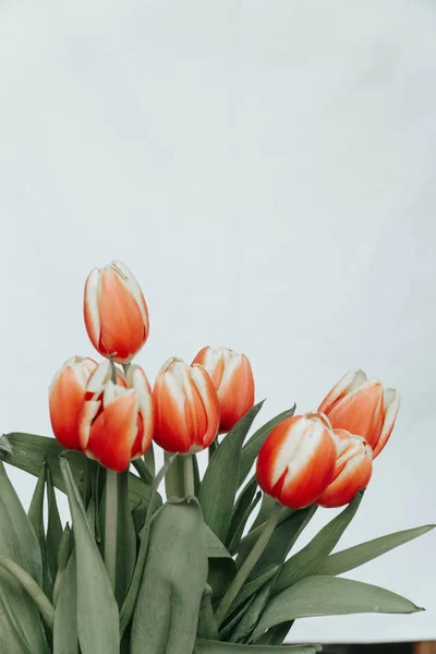 Collectie Van Tulp Bloemen Geïsoleerd Een Witte Achtergrond Met Uitknippad — Stockfoto