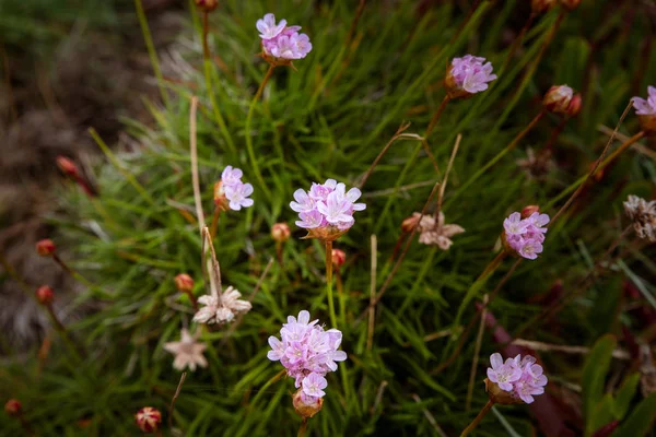 Flora Oceanic Coast Portugal Flowers Grass — Stock Photo, Image