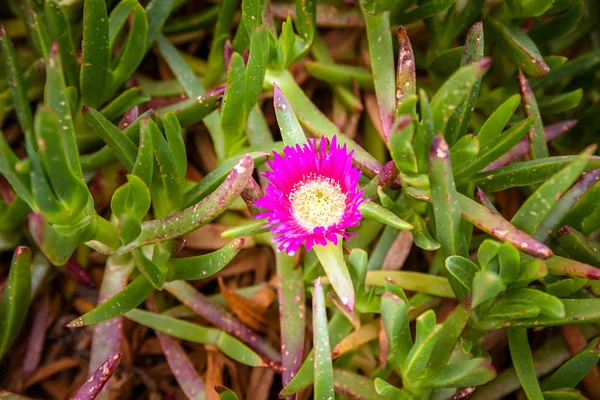 Flora Oceanicznych Wybrzeży Portugalii Kwiaty Trawy — Zdjęcie stockowe