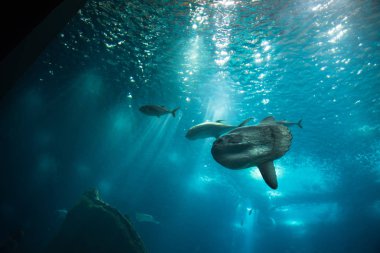Oceanarium akvaryum Lizbon, deniz türlerinin geniş koleksiyon.