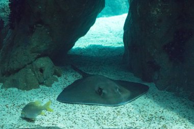 Oceanarium akvaryum Lizbon, deniz türlerinin geniş koleksiyon.