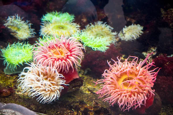 Oceanarium akvaryum Lizbon, deniz türlerinin geniş koleksiyon.