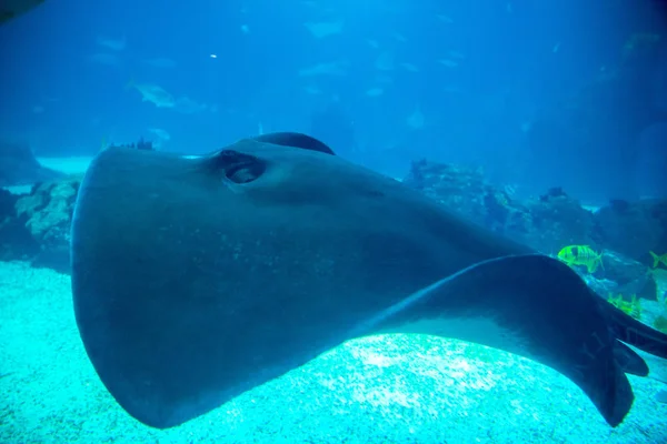 Oceanarium akvaryum Lizbon, deniz türlerinin geniş koleksiyon. — Stok fotoğraf