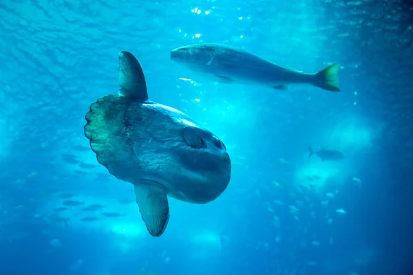 Oceanarium akvaryum Lizbon, deniz türlerinin geniş koleksiyon.