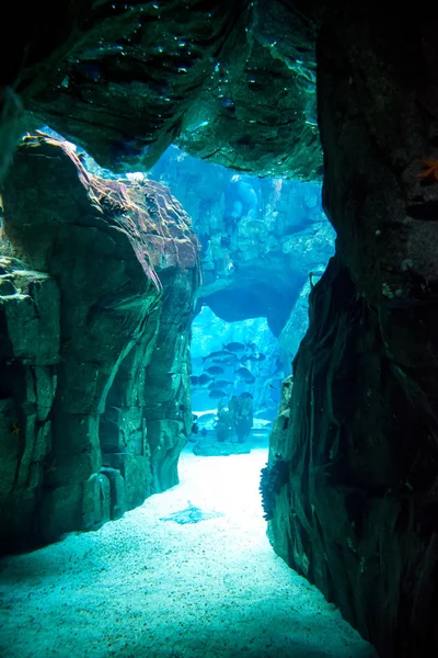 Oceanarium akvaryum Lizbon, deniz türlerinin geniş koleksiyon.