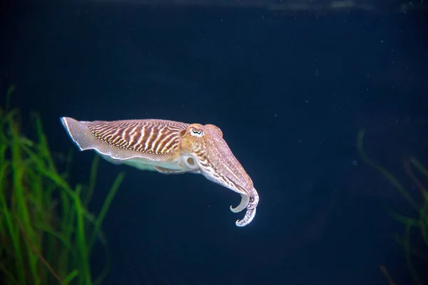 Oceanarium akvaryum Lizbon, deniz türlerinin geniş koleksiyon.