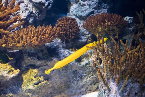 Oceanarium aquarium of Lisbon, large collection of marine species. — Stock Photo, Image