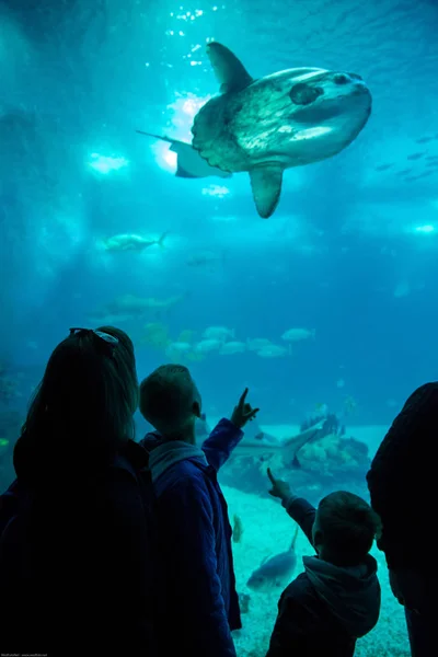 Yüzme oceanarium aile balık Balık izlerken moon