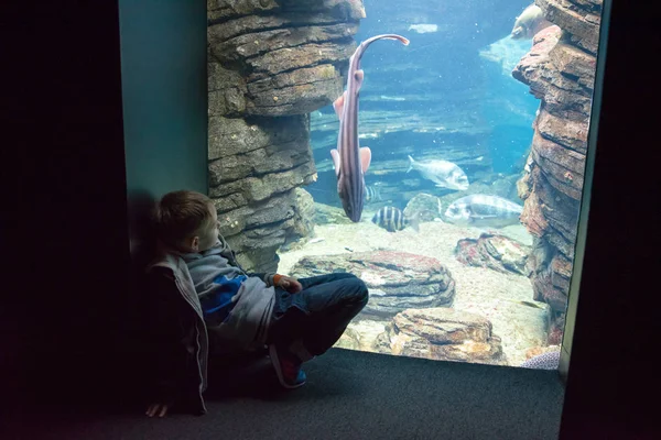 oceanarium içinde yüzme balık Balık izlerken çocuk