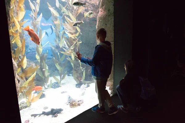 Niño observando el cardumen de peces nadando en el oceanario — Foto de Stock
