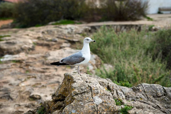 L'uccello siede su una pietra sulle rive dell'Oceano Atlantico . — Foto Stock