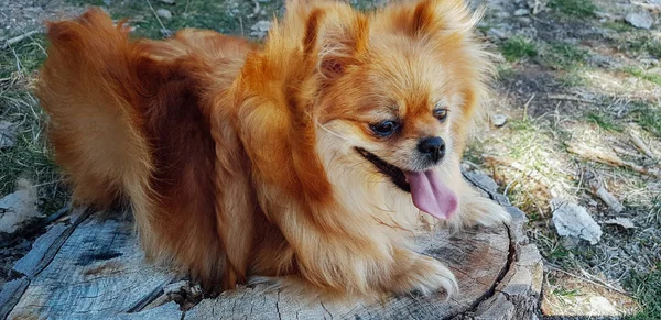 Perro Pomerania en un paseo. Al aire libre. Hermoso perro — Foto de Stock