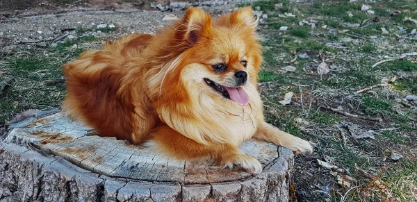 Perro Pomerania en un paseo. Al aire libre. Hermoso perro — Foto de Stock