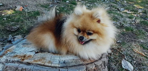 Pomeranian 개 산책입니다. 개 야외입니다. 아름 다운 개 — 스톡 사진