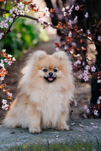 Dikkat et akşam güneşi, park'ın doğa Pomeranian spitz gülümseyen.