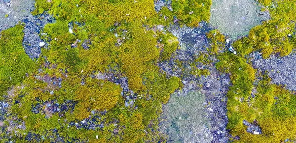 Water moss wall