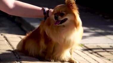 Küçük bir çocuk pomeranian Spitz yavrusu yla oynuyor. Onu sev, sarılmak ve okşayarak.
