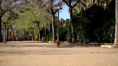 Pomeranian çalış, frolics ve parkta çalışır. Ağır çekim.