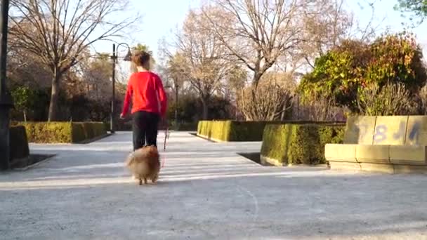 Ein kleines Kind spaziert mit einem Welpen der Pommerschen Spitze durch den Park. — Stockvideo
