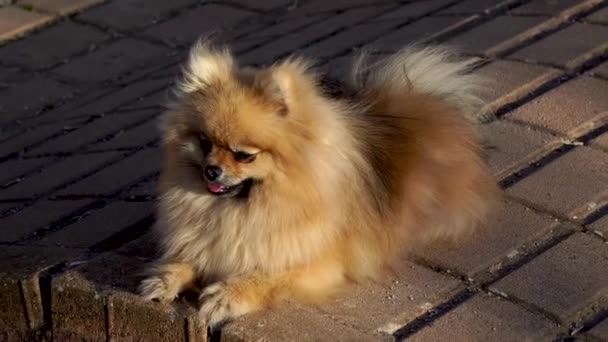 Pouco Bonito Pomeranian Spitz Filhote Cachorro Mentiras Desfrutar Sol — Vídeo de Stock