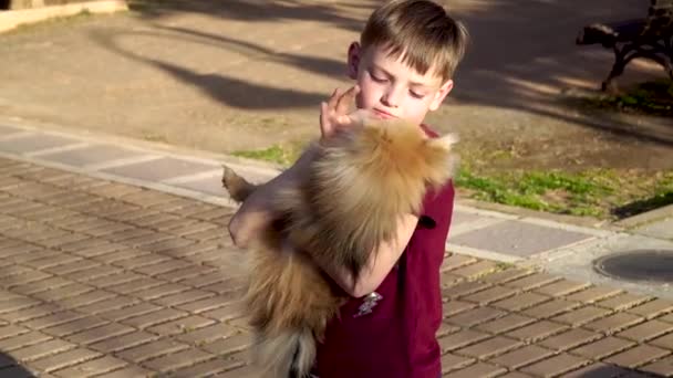 Uma Criança Brinca Com Cachorro Pomeranian Spitz Ame Abraçando Acariciando — Vídeo de Stock