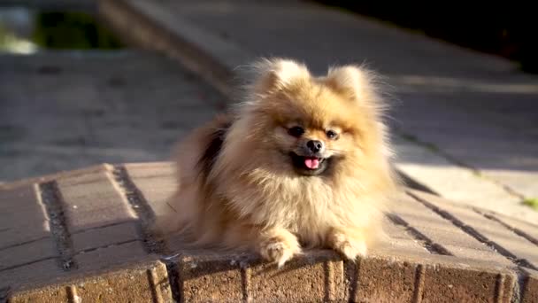 かわいいポメラニアン スピッツ子犬があり 太陽の下で日光浴 — ストック動画