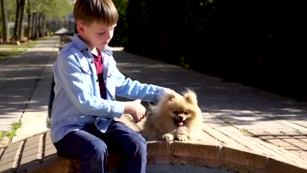 Uma Criança Brinca Com Cachorro Pomeranian Spitz Ame Abraçando Acariciando — Vídeo de Stock