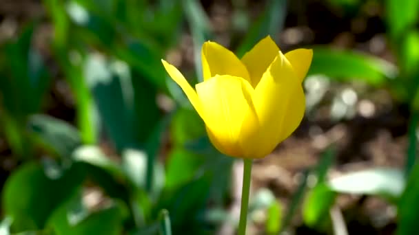 Tulipano Giallo Sta Sviluppando Nel Vento Nel Parco — Video Stock