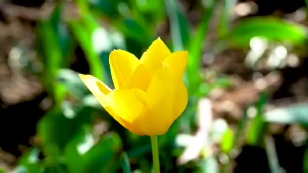 Een Gele Tulp Ontwikkelt Zich Wind Het Park — Stockvideo