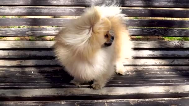 Söt Pomeranian Valp Stående Bänk Parken Titta Runt — Stockvideo