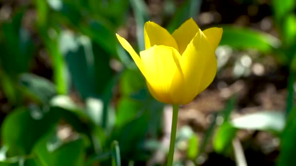 Egy Sárga Tulipán Fejlődik Parkban Szélben — Stock videók