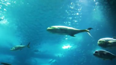 Oceanarium, deniz canlıları, akvaryum büyük toplama. Deniz memelileri park. Okyanus yaşam deniz hayvanları ile.