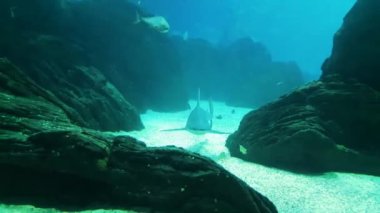 Oceanarium, deniz canlıları, akvaryum büyük toplama. Deniz memelileri park. Okyanus yaşam deniz hayvanları ile.