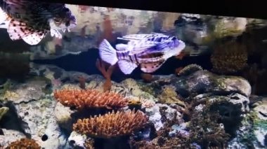 Oceanarium, deniz canlıları, akvaryum büyük toplama. Deniz memelileri park. Okyanus yaşam deniz hayvanları ile.